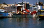 il pescato