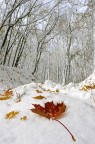 Neve d'autunno - 2 Neve d'autunno - 2