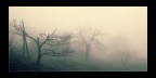 Nebbia... Nebbia...