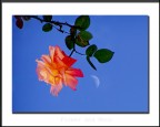 Flower and Moon Flower and Moon
