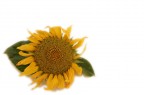 Girasole Girasole