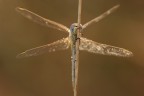 Libellula ad ali aperte