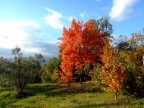 Fuji finepix s6500fd
ISO 100
1/320
F/4
mano libera
