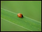 Coccinella