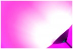 Purple vs Fucsia Purple vs Fucsia