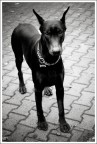 Diablo my Dobermann Diablo my Dobermann