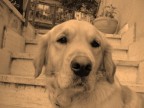 My Dog My Dog
