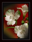 un semplice fiore un semplice fiore