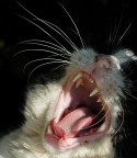 Ghrrrrrauurrrr!!!!! Ghrrrrrauurrrr!!!!!