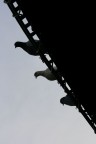 ...Come Pettegole... ...Come Pettegole...