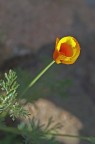 fiore giallo 2 fiore giallo 2