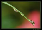 Reflections in a drop Reflections in a drop