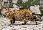 Tigre Tigre