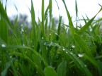 Goccioline sull'erba