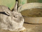 Coniglio al tramonto Coniglio al tramonto