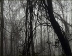 jungle like jungle like