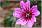Malva Sylvestris II