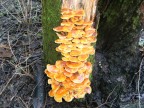 funghi invernali...dopo funghi invernali...dopo