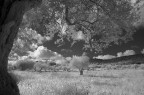 Infr/BW-#1 Infr/BW-#1