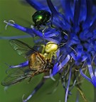 ragno granchio con preda