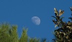 La luna e le foglie La luna e le foglie