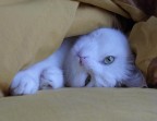 Gatto Zen Gatto Zen