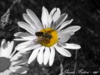 Bee Bee