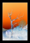 The dry tree