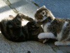 Playing Playing