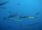 barracuda