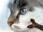 animal animal