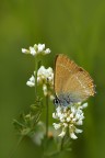 Satyrium acaciae Satyrium acaciae