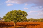terra rossa terra rossa