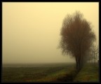 Fogtree