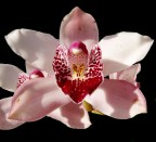 Orchidea