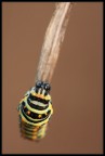 Papilio macaon Papilio macaon