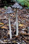 nel bosco nel bosco