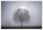 il mio albero preferito il mio albero preferito