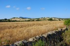 Campo di Grano Campo di Grano