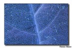 Foglia Blu Foglia Blu