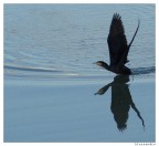 Cormorano Cormorano