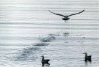 volo via.... volo via....