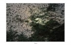 liberi, nel cielo della sera liberi, nel cielo della sera