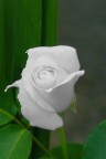 sposa... sposa...
