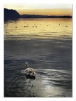 Solitario Solitario