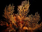 gorgonia gialla (in notturna)