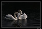 Corteggiamento Corteggiamento