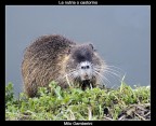 La nutria o castorino
