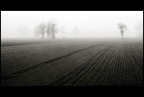 Nella nebbia Nella nebbia