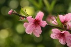 ricordo di un giardino di primavera ricordo di un giardino di primavera